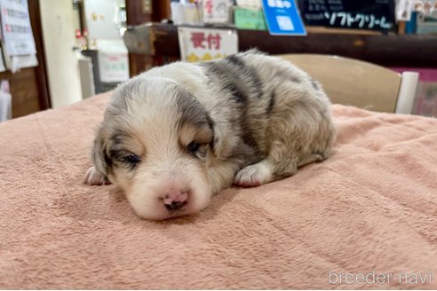 成約済の長野県のボーダーコリー-333436の4枚目