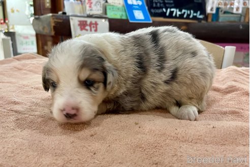 成約済の長野県のボーダーコリー-333436の6枚目