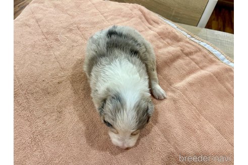 成約済の長野県のボーダーコリー-333436の7枚目