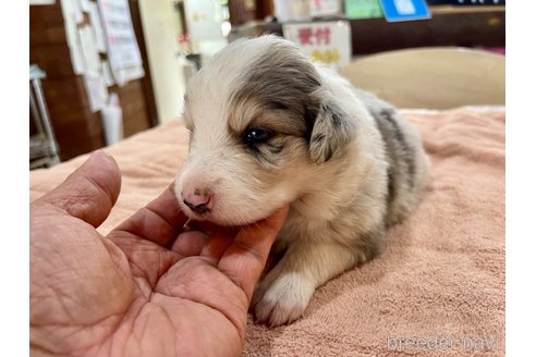 成約済の長野県のボーダーコリー-333436の10枚目
