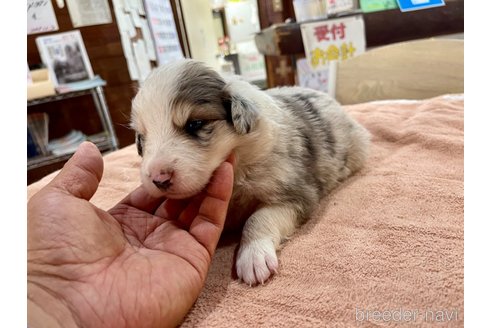 成約済の長野県のボーダーコリー-333436の11枚目