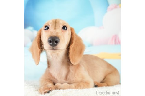 成約済の埼玉県のミニチュアダックスフンド(ロングヘアード)-333439の6枚目