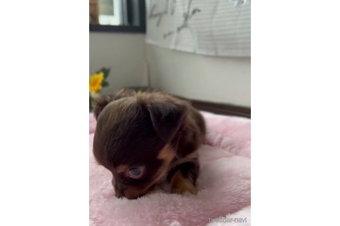 成約済の福岡県のチワックス:チワワ×ミニチュアダックスフンド-333454の2枚目