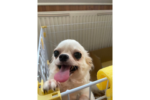 ムギちゃん1枚目
