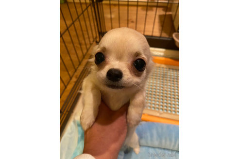 ムギちゃん1枚目