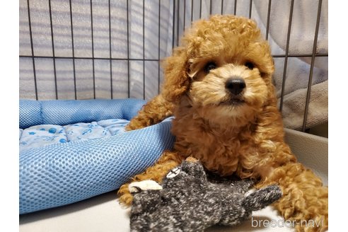 成約済の千葉県のティーカッププードル-333465の5枚目