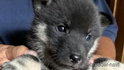 成約済の北海道の北海道犬-333474の1枚目