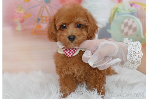 成約済の埼玉県のタイニープードル-329753の9枚目