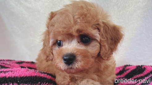 成約済の東京都のミックス犬-333477の1枚目