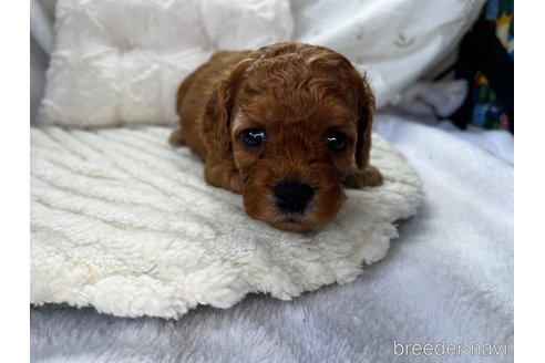 成約済の東京都のミックス犬-333477の3枚目