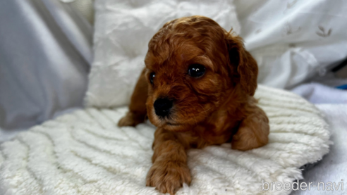 成約済の東京都のミックス犬-333477の2枚目