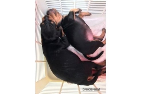 成約済の埼玉県のミニチュアピンシャー(ミニピン)-330001の3枚目