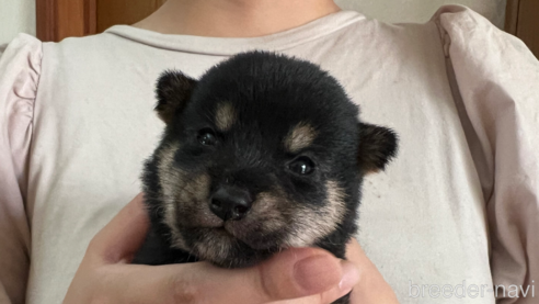 成約済の熊本県の豆柴-328430の1枚目