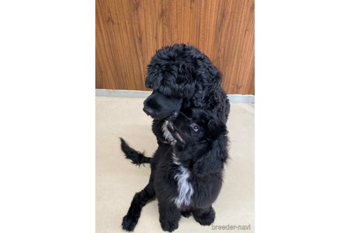 成約済の東京都のその他の犬種-327486の11枚目