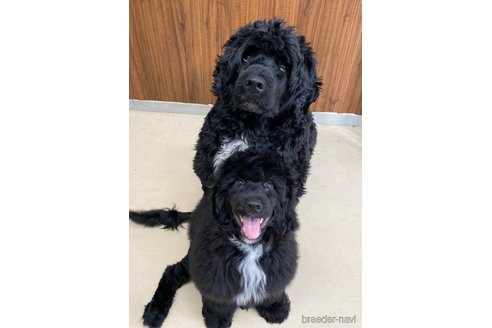 成約済の東京都のその他の犬種-327486の10枚目
