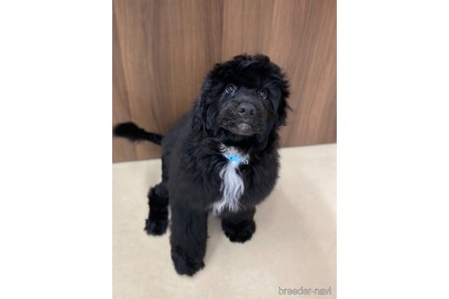 成約済の東京都のその他の犬種-327486の7枚目