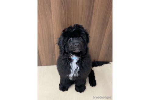 成約済の東京都のその他の犬種-327486の6枚目