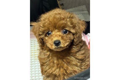 成約済の埼玉県のタイニープードル-333168の2枚目