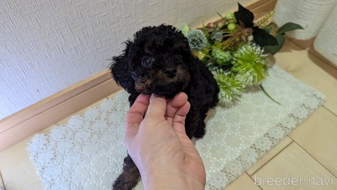 成約済の広島県のタイニープードル-325919の43枚目