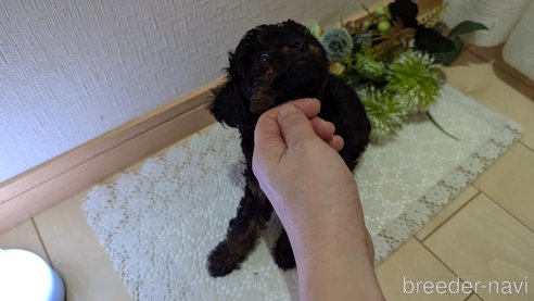 成約済の広島県のタイニープードル-325919の40枚目