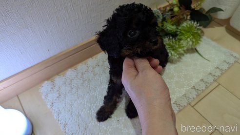 成約済の広島県のタイニープードル-325919の41枚目