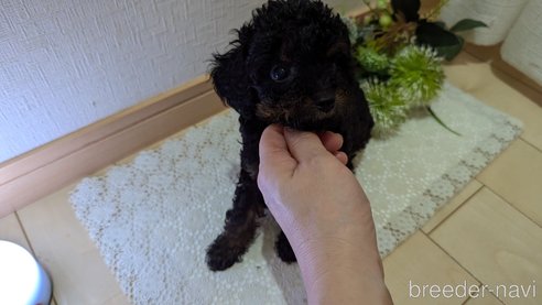 成約済の広島県のタイニープードル-325919の42枚目