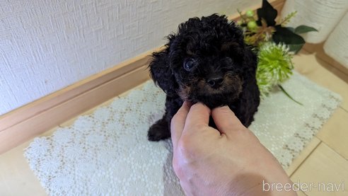 成約済の広島県のタイニープードル-325919の36枚目