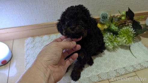 成約済の広島県のタイニープードル-325919の33枚目