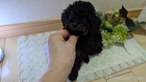 成約済の広島県のタイニープードル-325919の34枚目