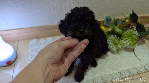 成約済の広島県のタイニープードル-325919の35枚目