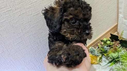成約済の広島県のタイニープードル-325921の53枚目