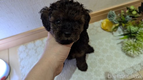 成約済の広島県のタイニープードル-325921の51枚目