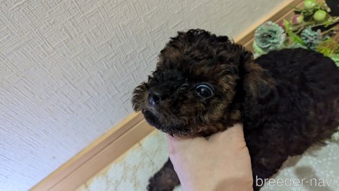 成約済の広島県のタイニープードル-325921の47枚目