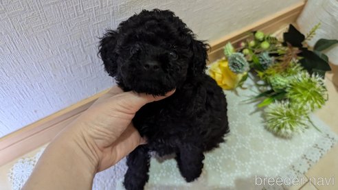 成約済の広島県のトイプードル-325914の30枚目