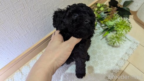 成約済の広島県のトイプードル-325914の26枚目