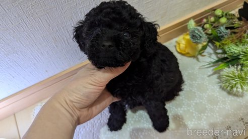 成約済の広島県のトイプードル-325914の21枚目