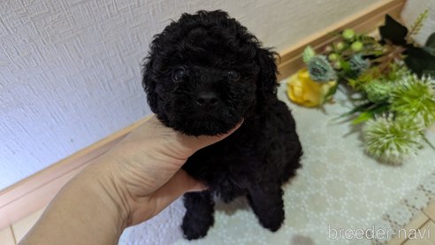 成約済の広島県のトイプードル-325914の22枚目