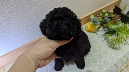 成約済の広島県のトイプードル-325914の23枚目