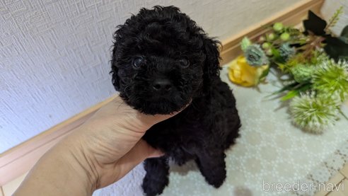 成約済の広島県のトイプードル-325914の20枚目
