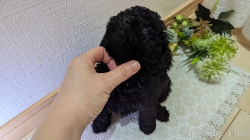 成約済の広島県のトイプードル-325914の18枚目