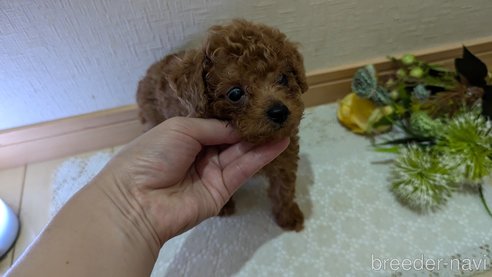 成約済の広島県のタイニープードル-325925の121枚目