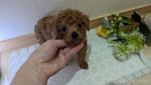 成約済の広島県のタイニープードル-325925の122枚目