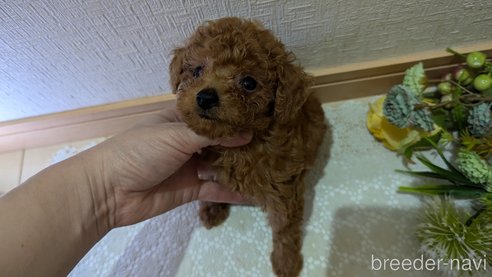 成約済の広島県のタイニープードル-325925の119枚目