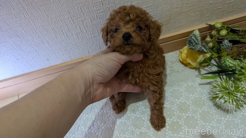 成約済の広島県のタイニープードル-325925の118枚目