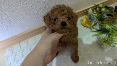 成約済の広島県のタイニープードル-325925の115枚目