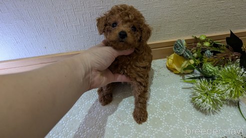 成約済の広島県のタイニープードル-325925の116枚目