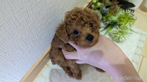 成約済の広島県のタイニープードル-325925の114枚目