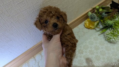 成約済の広島県のタイニープードル-325925の112枚目