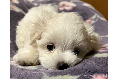 成約済の滋賀県のマルチーズ-326310の42枚目