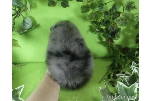 成約済の神奈川県のポメラニアン-333537の5枚目